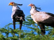 Togo: La chasse illicite fait disparaitre le serpentaire messager