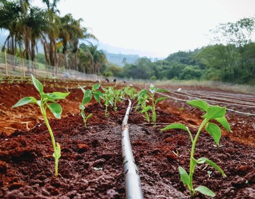 Togo : désormais, les producteurs de maïs de Sévagan pourront mieux rendre leurs sols plus fertiles