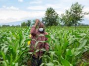 Togo : Un appel à candidatures pour une bourse du ministère de l’Agriculture disponible