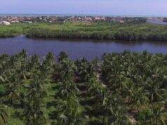 Togo : Appui salutaire de SCANTOGO aux réserves de palétuviers du delta du Mono