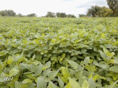Commercialisation du soja biologique : GROUP BIO PROD se dit prêt